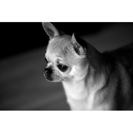 Chihuahua