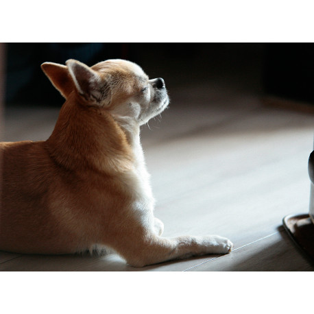 chihuahua2